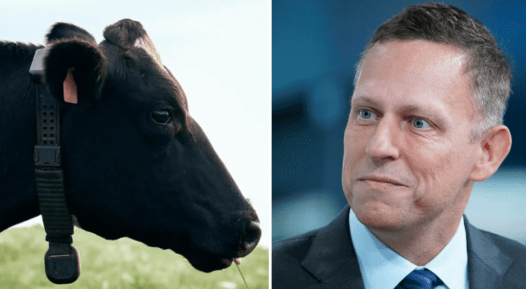 Peter Thiel Backs $2B AI Cow Collar Startup with Cowgorithms — Investors Race In