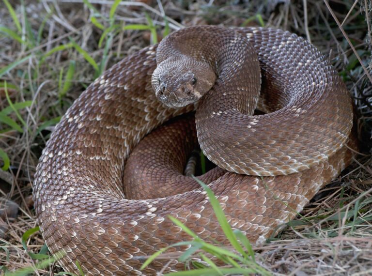 What to Do (and Avoid) When You Spot a Rattlesnake in Your Yard
